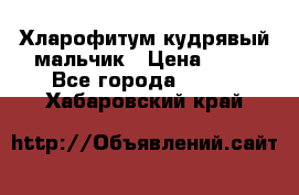 Хларофитум кудрявый мальчик › Цена ­ 30 - Все города  »    . Хабаровский край